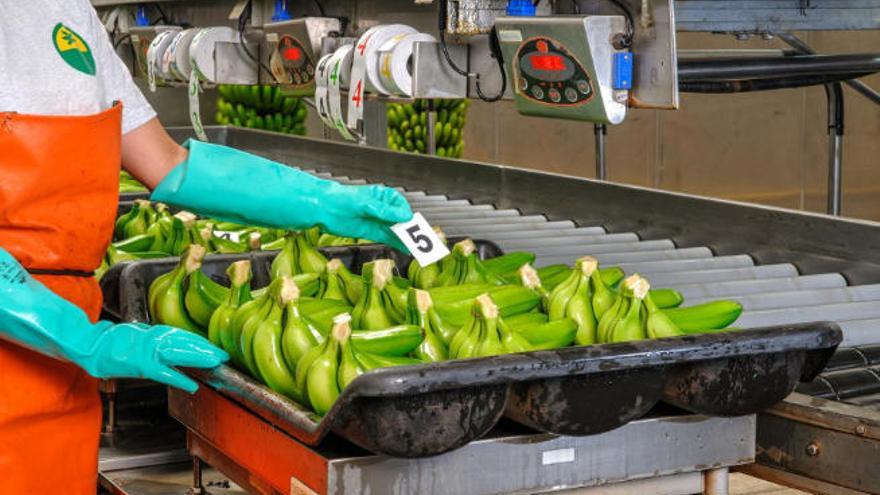 Los plataneros son los principales afectados por la denegación de la bonificación fiscal de las ayudas a la producción agrícola en Canarias.