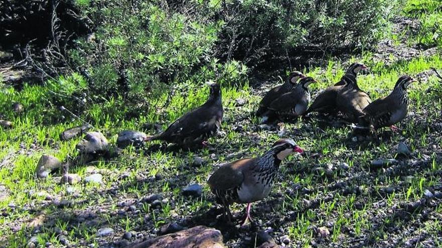 Perdices más fuertes para el campo grancanario soltadas a destiempo