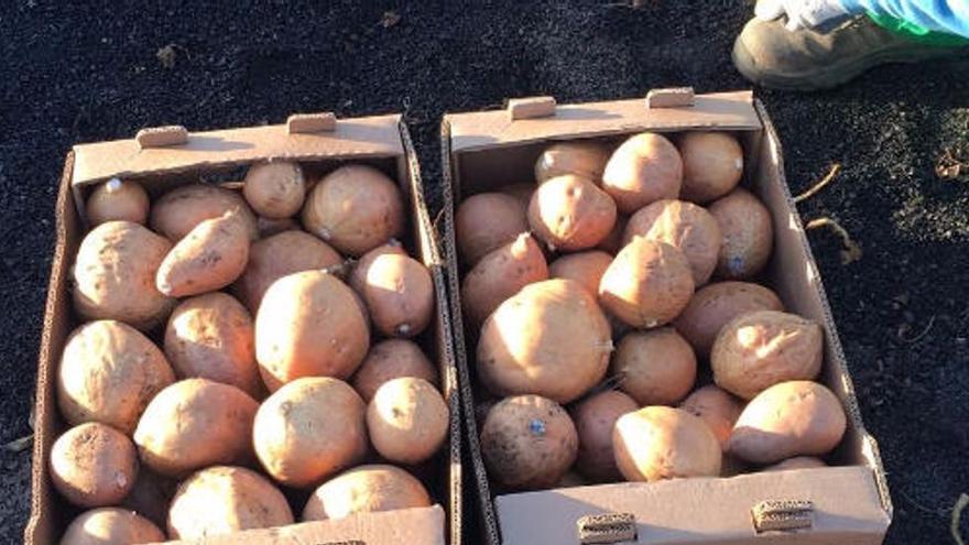 Batatas ricas en betacarotenos cultivadas en un enarenado de Teguise.