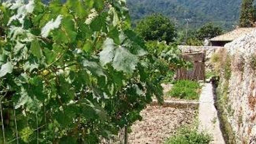 Plantes de raïm als horts de darrere el monestir de Sant Pere de Besalú