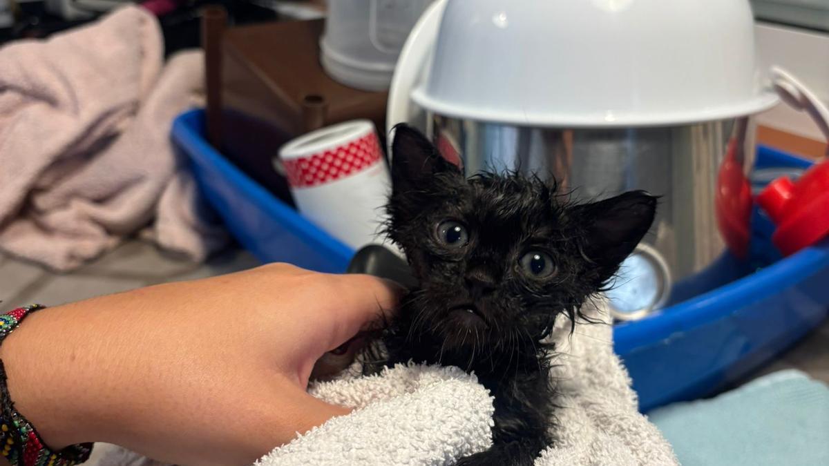 Voz de alarma en las protectoras de animales ante la adopción de gatos negros en Halloween.