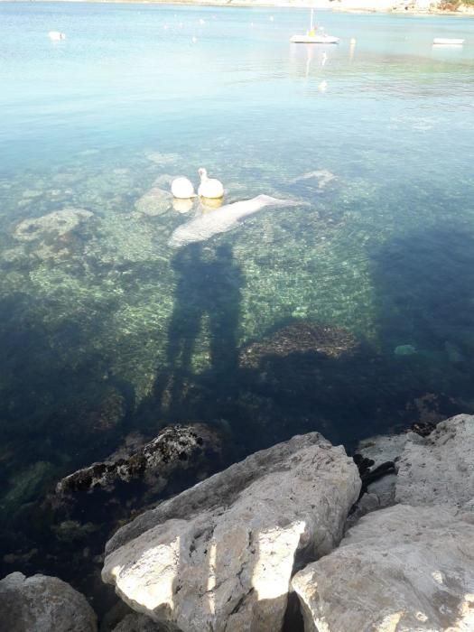 Großer Hai vor Puerto Portals auf Mallorca gefunden