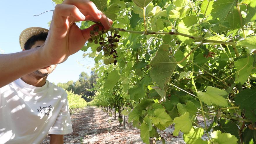 El sector alacantí del vi preveu la pitjor collita de raïm de la història