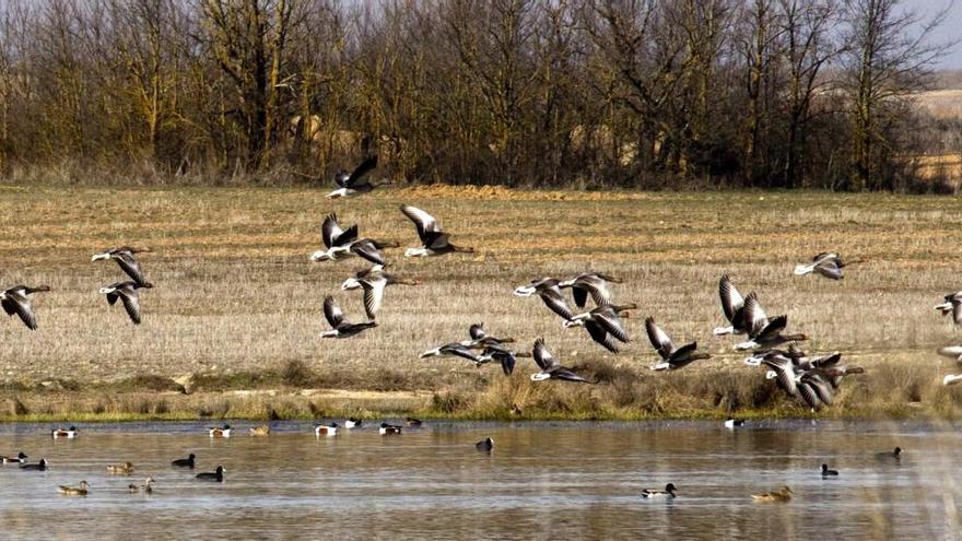 Aves migratorias que proceden del delta del Senegal y de Mauritania.