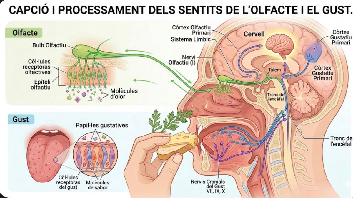 El cervell ens engana