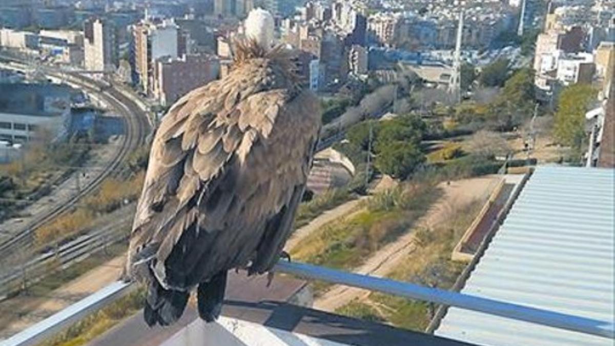 El ejemplar de buitre común avistado en L'Hospitalet, en una terraza de un bloque del barrio de la Torrassa.