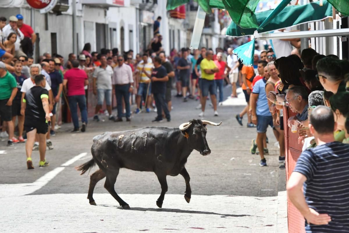 Primer encierro taurino en El Viso