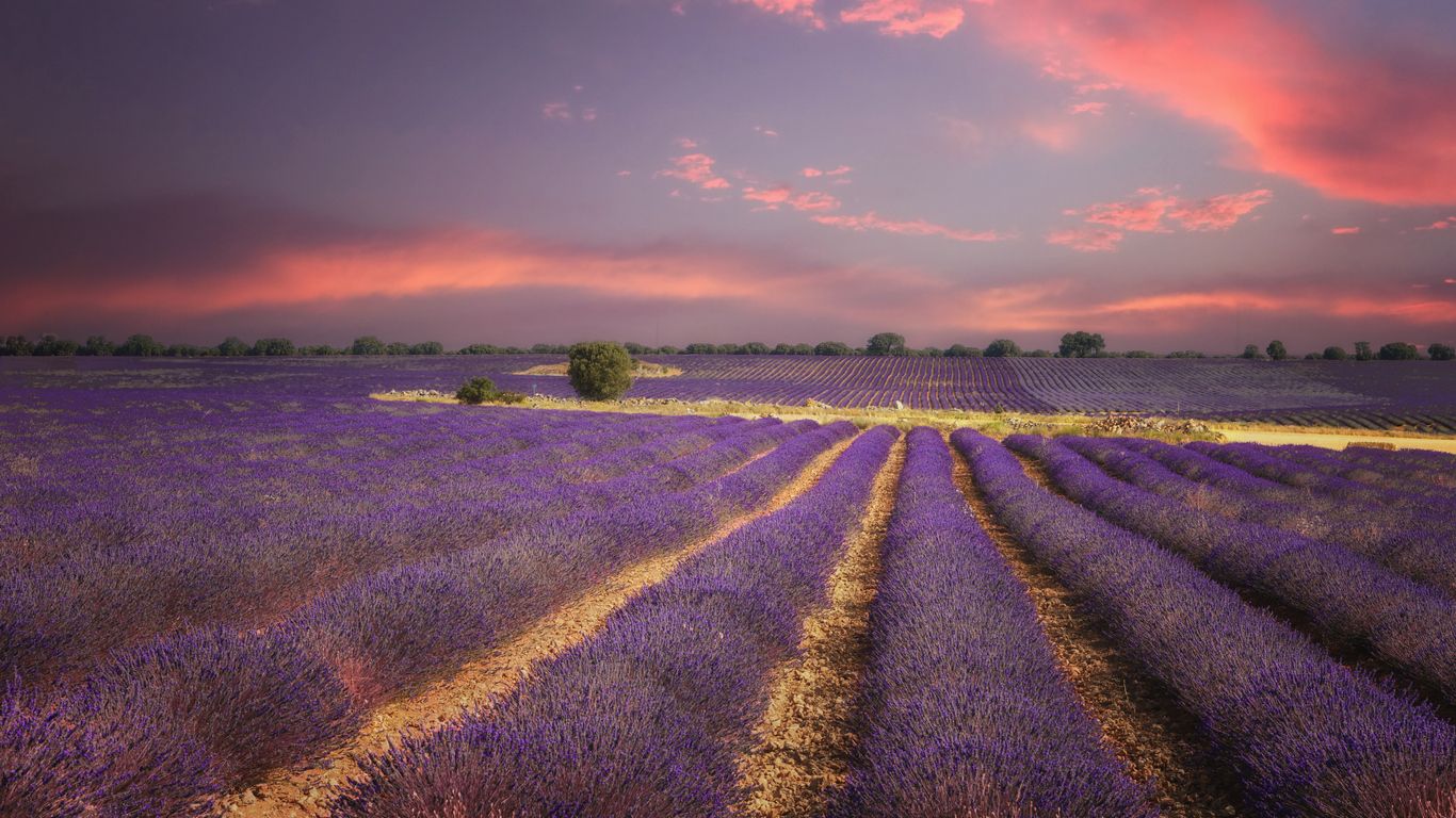 Brihuega lavanda