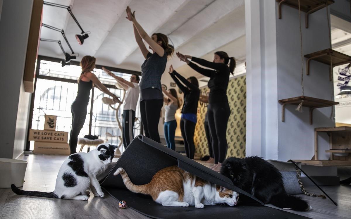 zentauroepp51814372 yoga gatos200203193126 zentauroepp51814372 yoga gatos200203193126