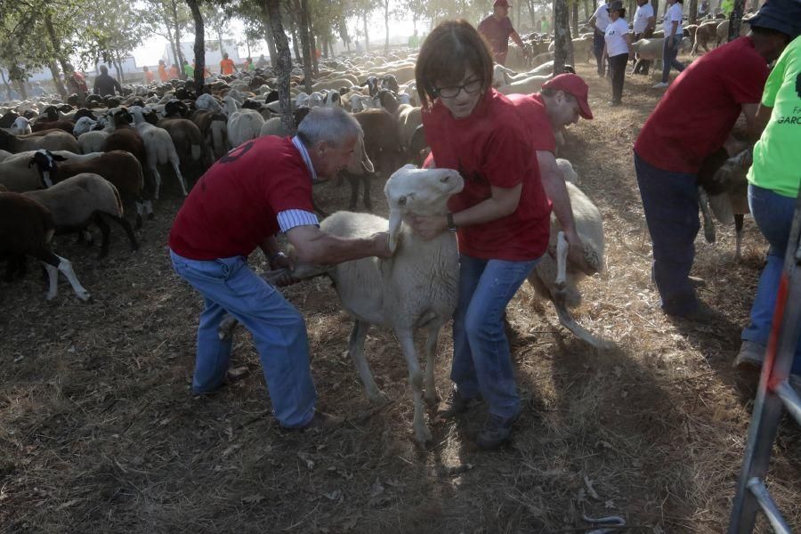 Fiesta de la Trashumancia en San Vitero