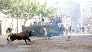 Un festejo de ’bous al carrer’. 