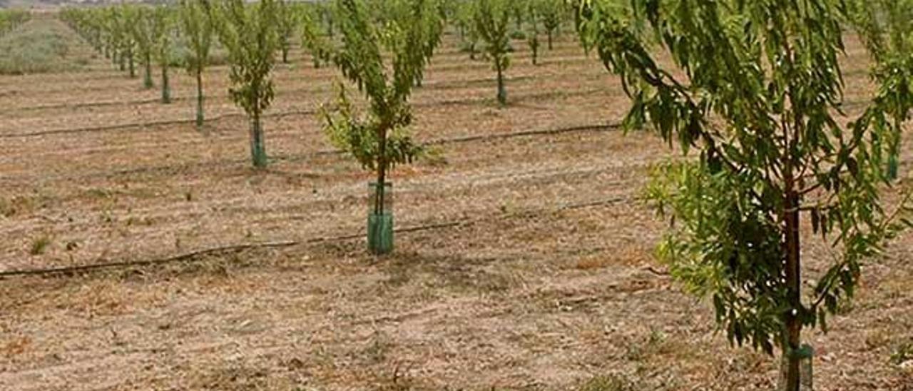 Cultivo de almendro intensivo en regadío.