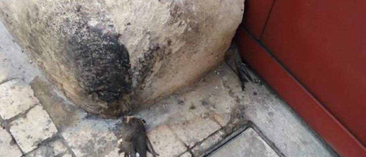 Investigan la proliferación de golondrinas muertas en Xàtiva