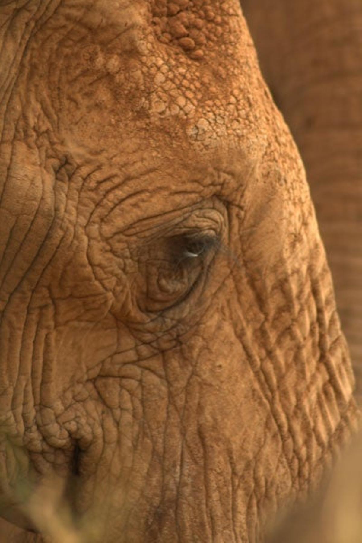 Elefante en el Parque Nacional de Tsavo East.