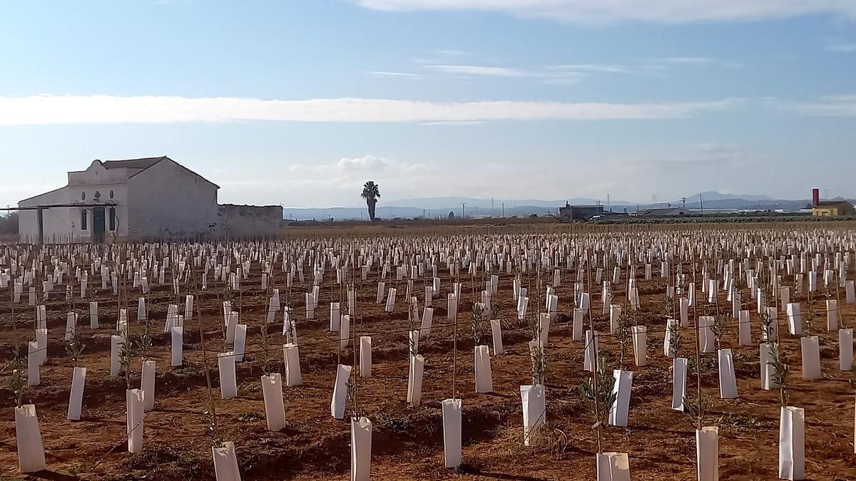 Campo de olivos para transplantar en Picanya, en una imagen reciente.