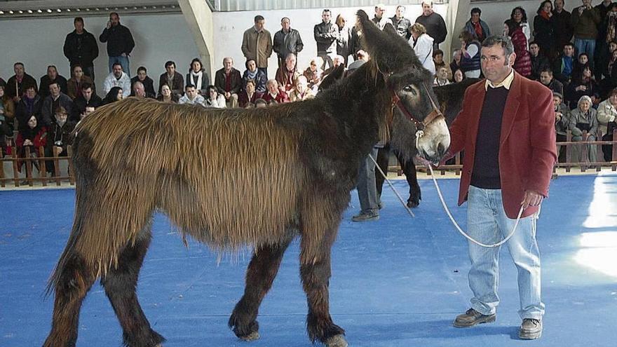 Un criador muestra una burra en una edición pasada de la feria de San Vitero.