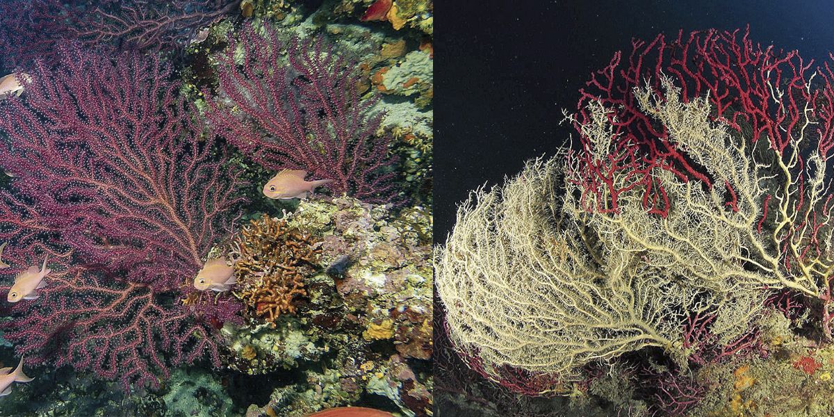 Ejemplar de gorgonia roja en el Mediterráneo antes (izq.) y después (der.) de una ola de calor.