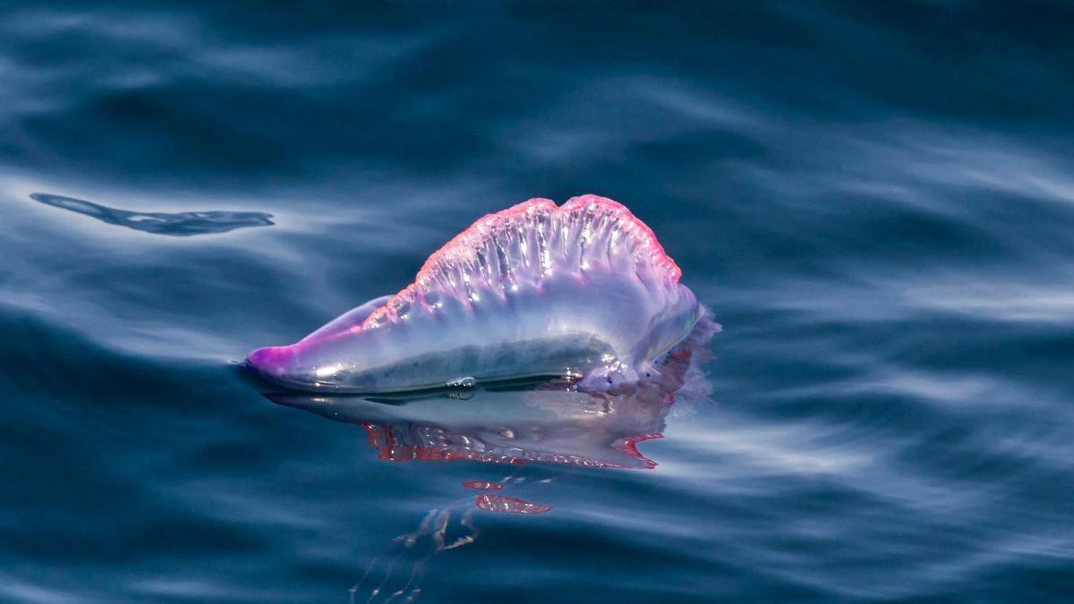 La carabela portuguesa ha llegado: qué hacer si te pica, diferencias con las medusas y dónde encontrarlas