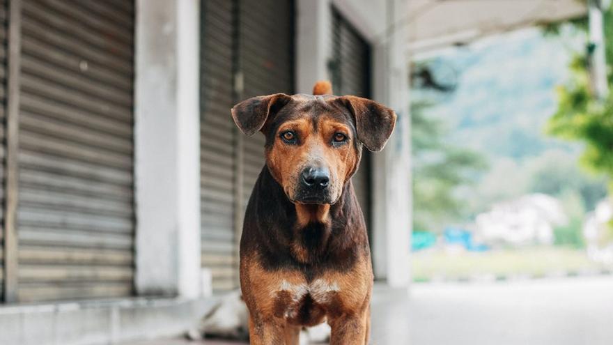 Més del 70% dels gossos perduts o abandonats a la Conca d’Òdena el 2022 han estat adoptats o recuperats