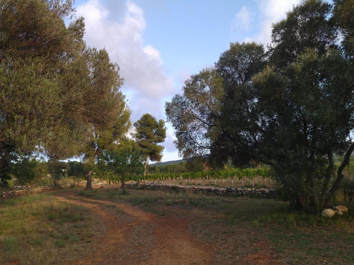 Acebuches y pinos de gran porte en la entrada a los viñedos