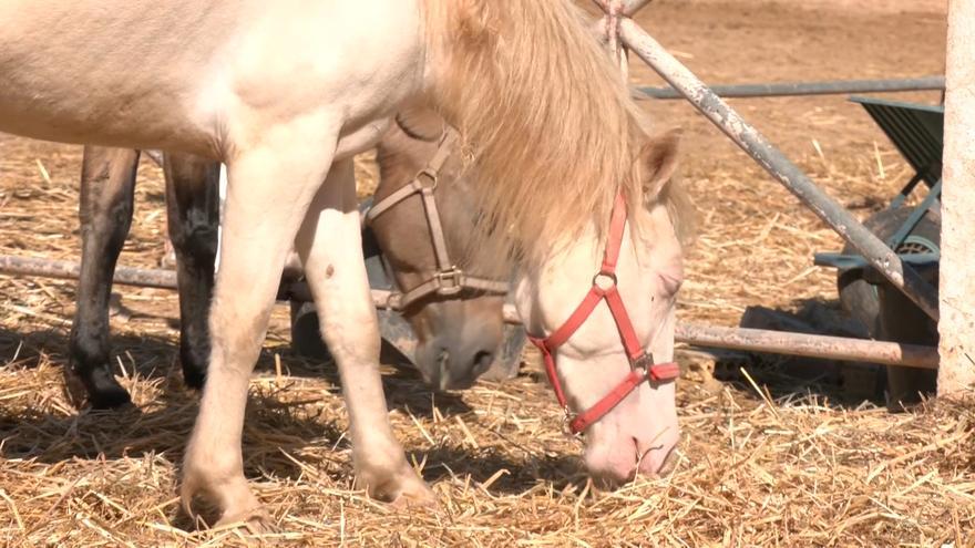 A better life 4 horses: El santuario para 16 caballos de los carruajes de Málaga