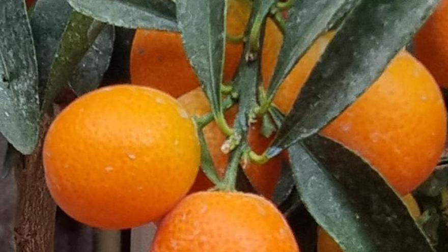 Citrus aurantium L., el taronger.