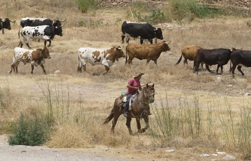 Fiestas de Sagunto. Recinto taurino.