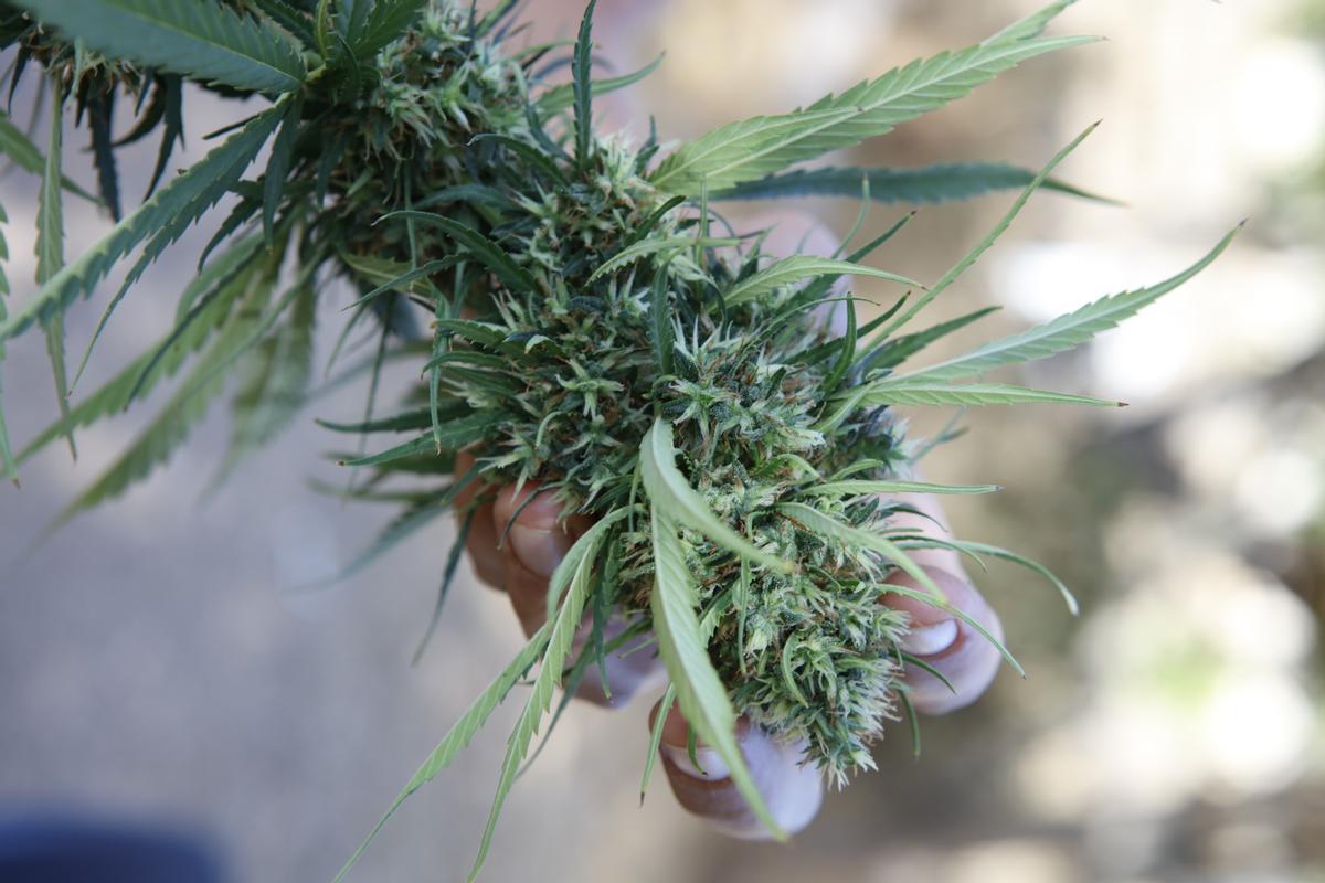 "Marihuana light" – Plantage auf Mallorca