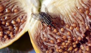 Ficar bossetes de te en un esprai: adeu als mosquits i les mosques petites de la cuina