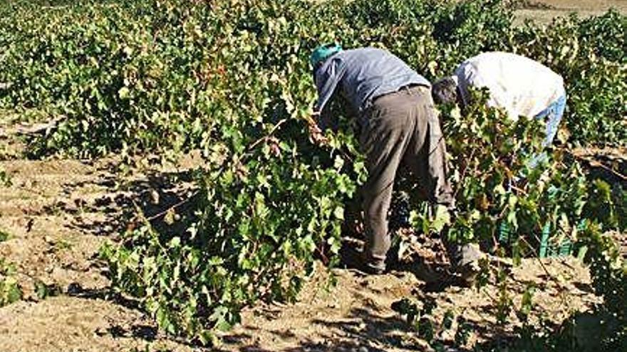 Trabajos en un viñedo de la zona de Toro.