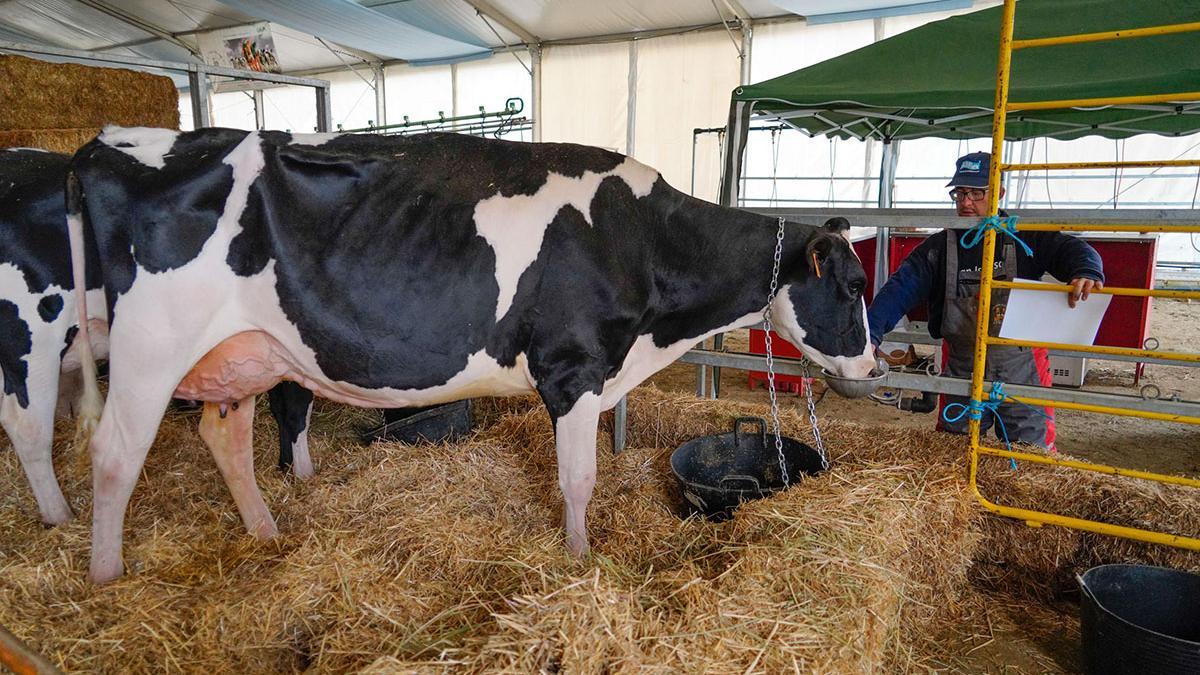 Feria de ganado vacuno frisón en Dos Torres