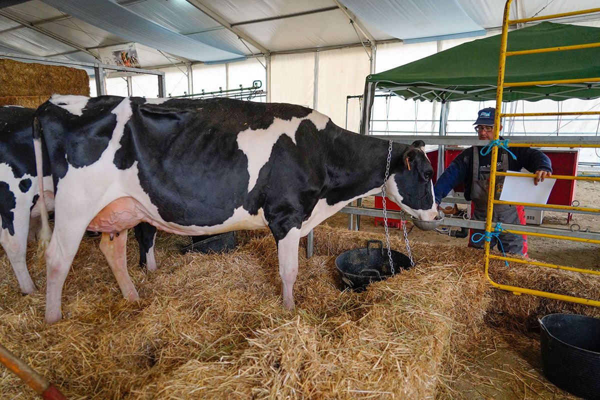 Feria de ganado vacuno frisón en Dos Torres