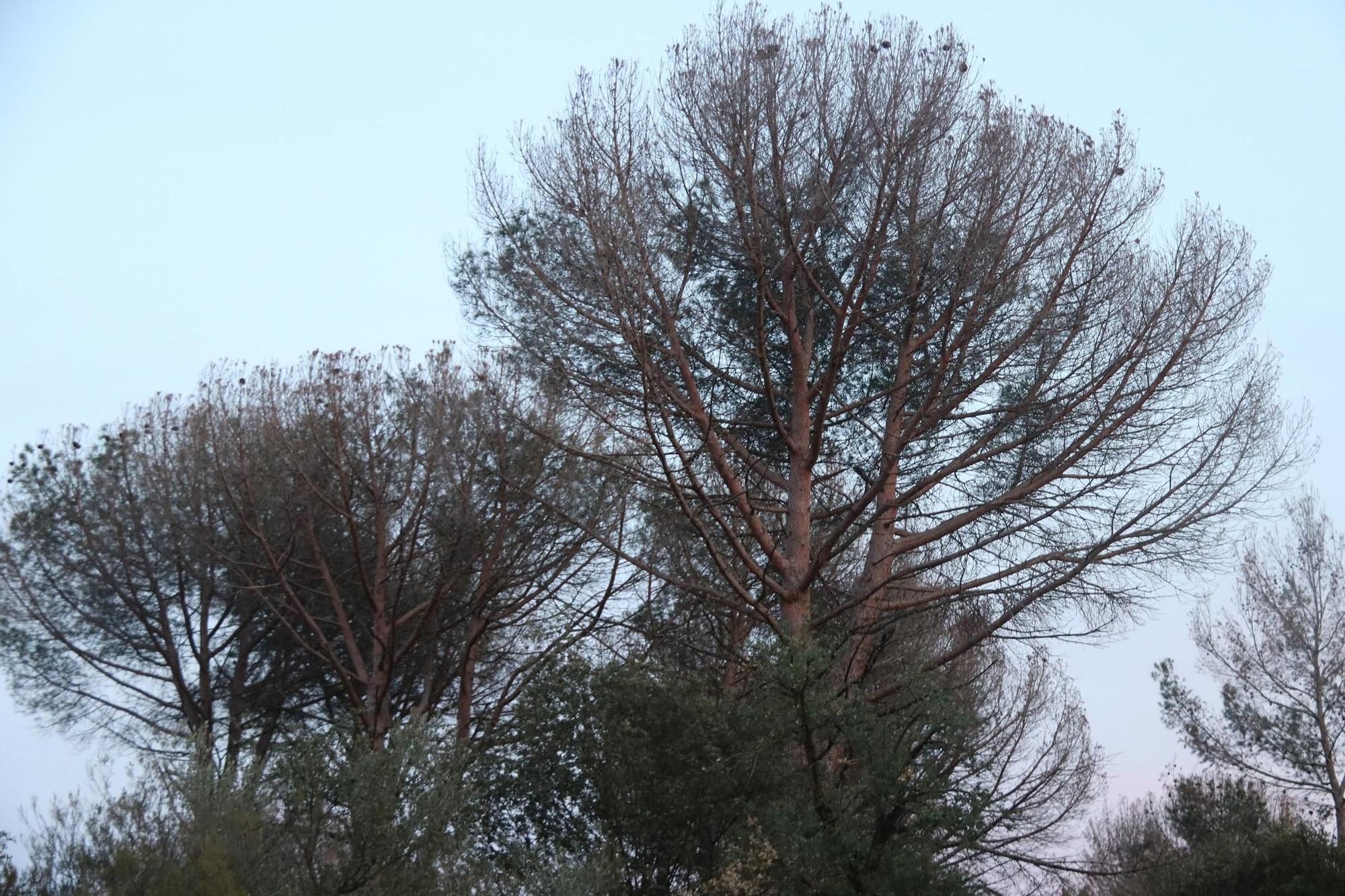 Els propietaris forestals de les Gavarres alerten que la sequera ha matat molts arbres que cal talar "urgentment"
