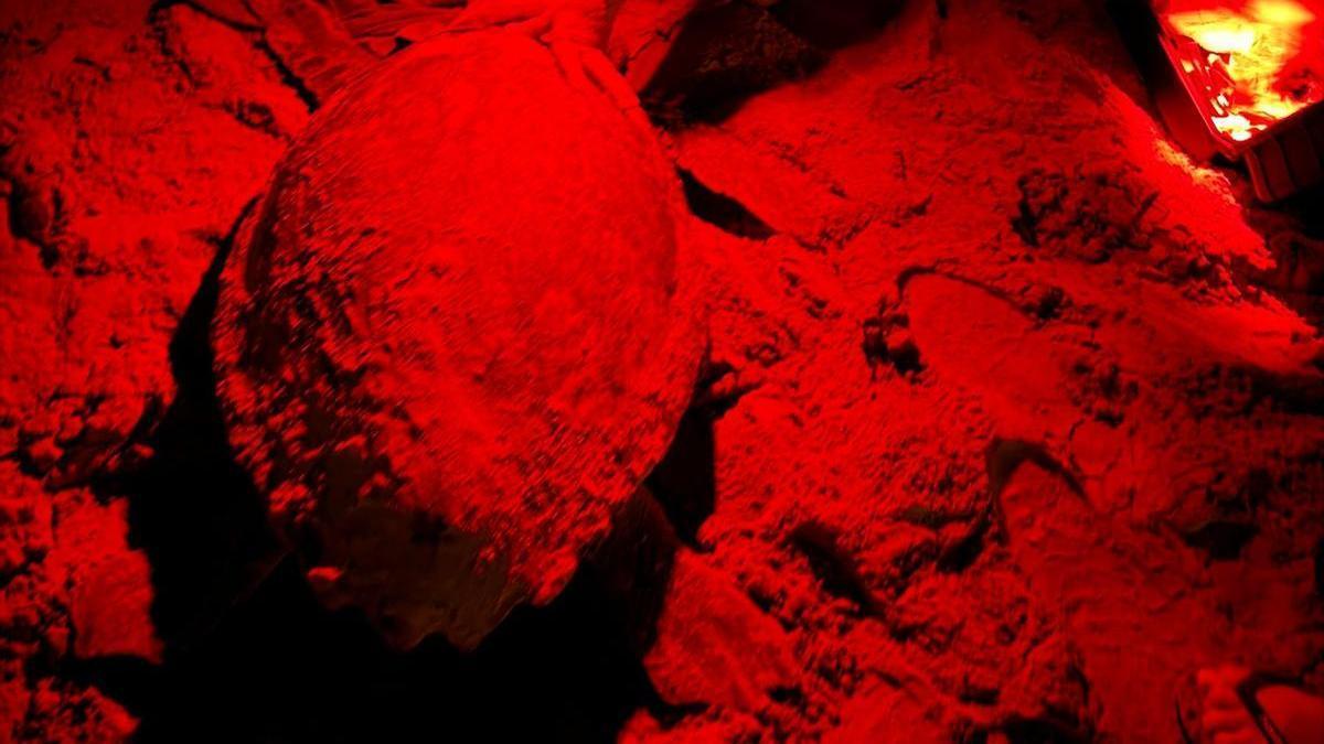 Una tortuga boba pone 67 huevos en la zona más concurrida de la playa de La Mata de Torrevieja