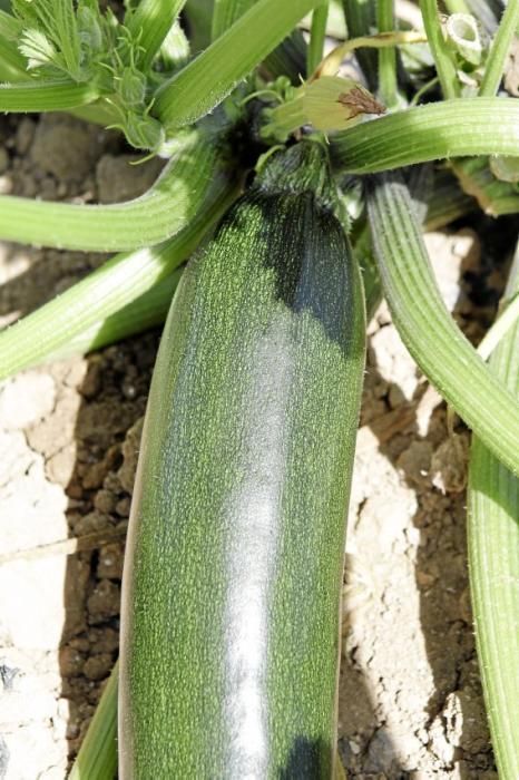 Mit den tiefgrünen Zucchini der Sorte carbassó negre beliefert die Familie Pascual Supermärkte und Gemüseläden der Insel. Die geöffneten Blüten sind für den Gourmet-Markt bestimmt, wie auch das zarte Baby-Format der Frucht.