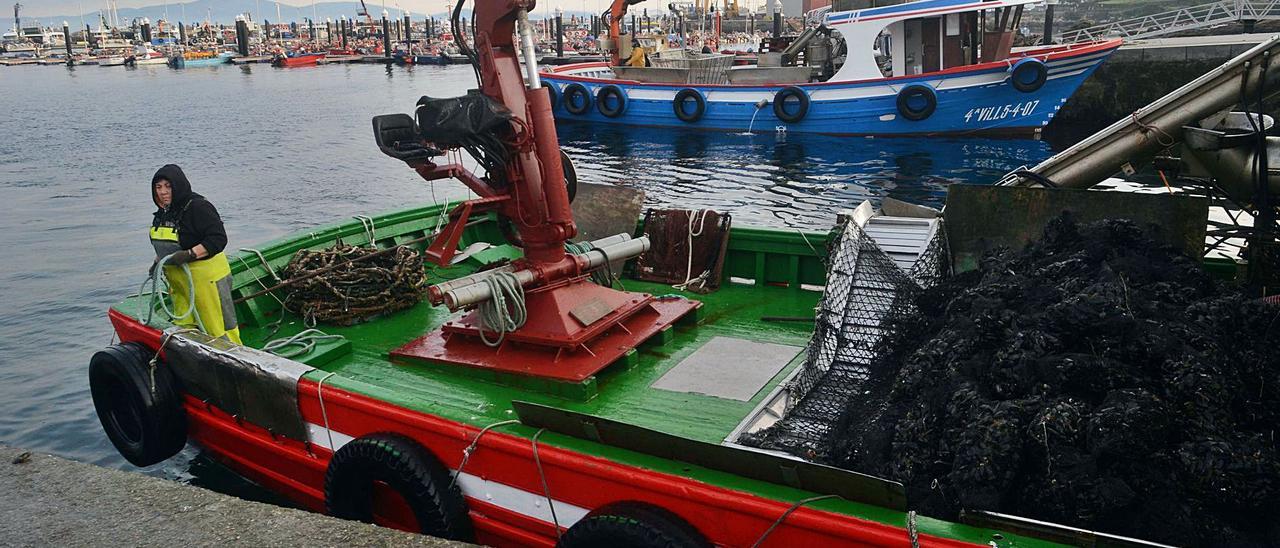 Una reciente descarga de mejillón gallego en uno de los puertos de la ría de Arousa. |  // NOÉ PARGA