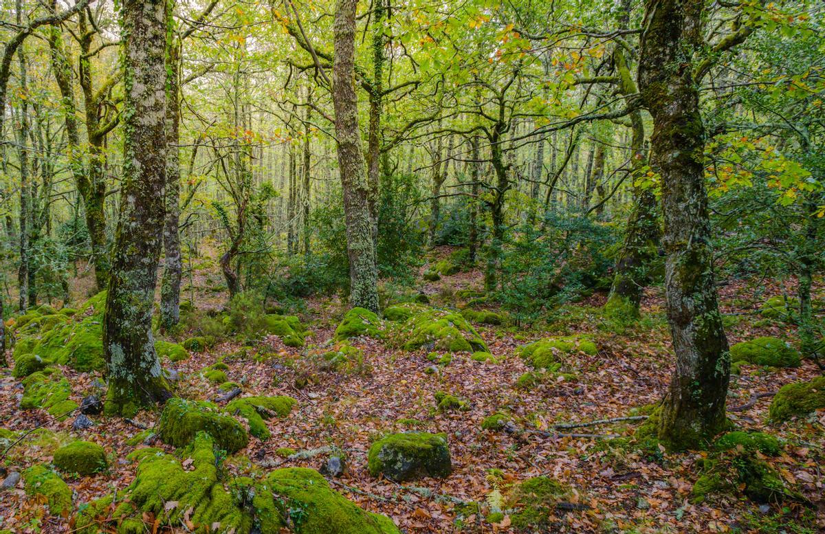 Bosque de robles del Atlántico en la comarca de Los Ancares, hogar de personajes Disney.