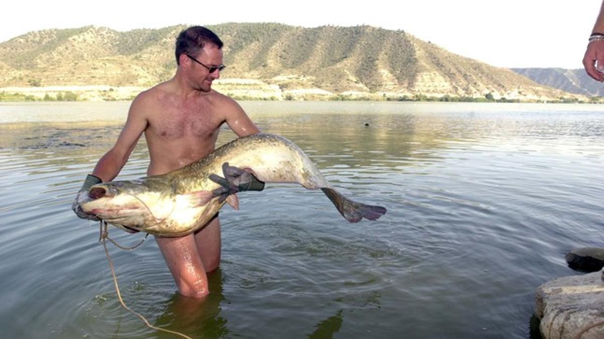 Un siluro capturado en el pantano de Mequinenza.