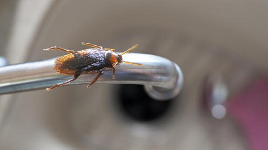 Avispa Evaniidae | La avispa que mata cucarachas