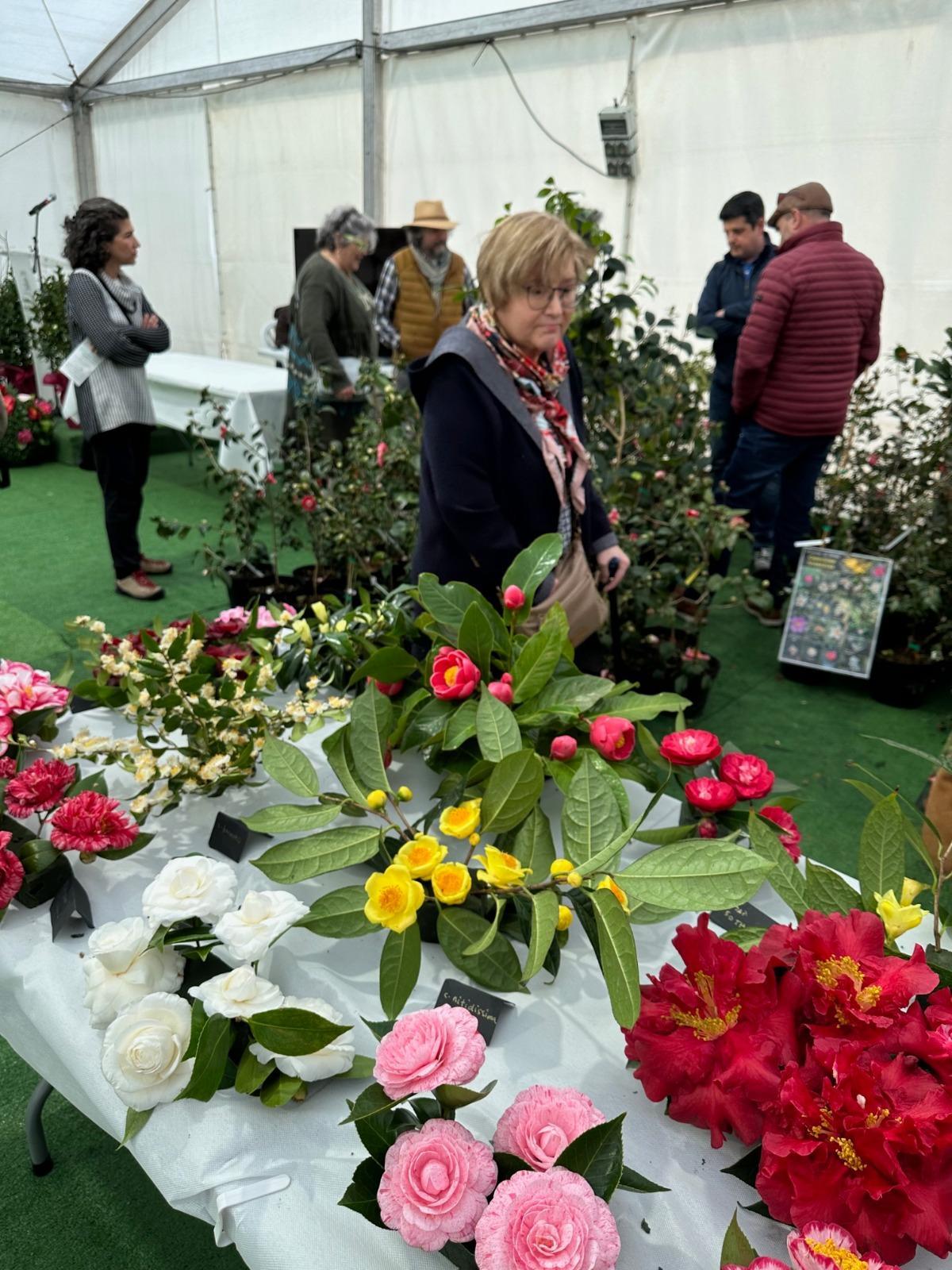 En imágenes: las camelias arrasan en Luarca