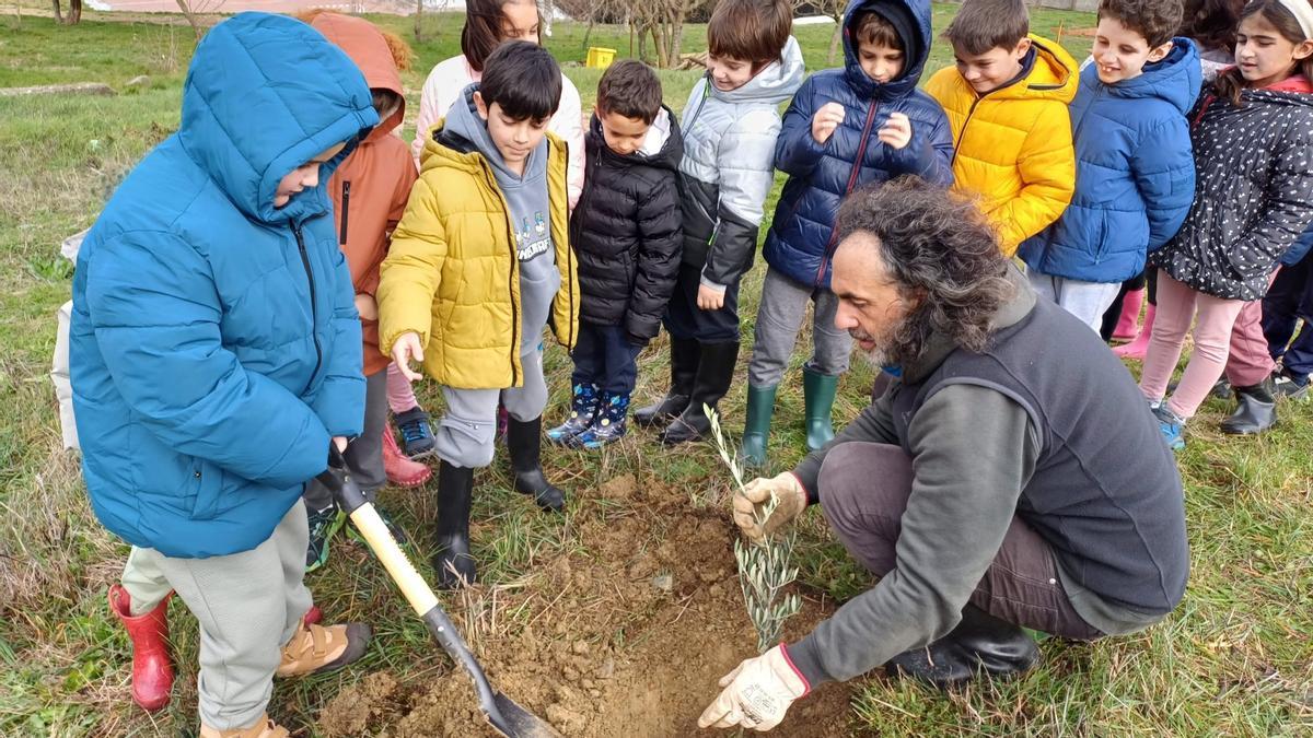 Plantación de olivos en los patios del colegio El Llano