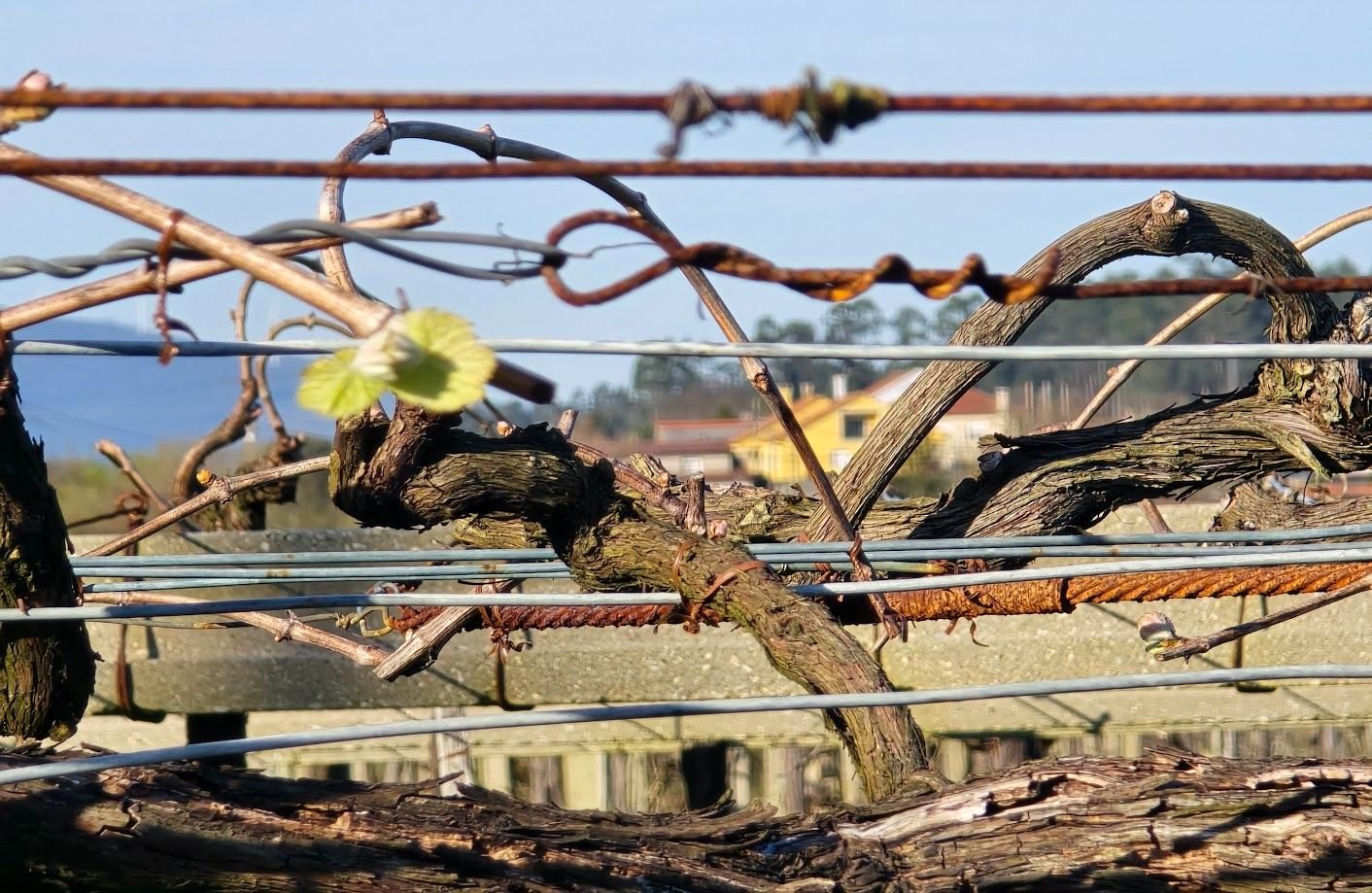 Arousanos aprovechando el buen tiempo para preparar sus tierras de cultivo.