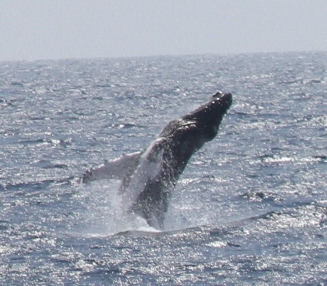 El espectacular avistamiento de rorcuales, ballenas jorobadas y zifios en aguas de la Región