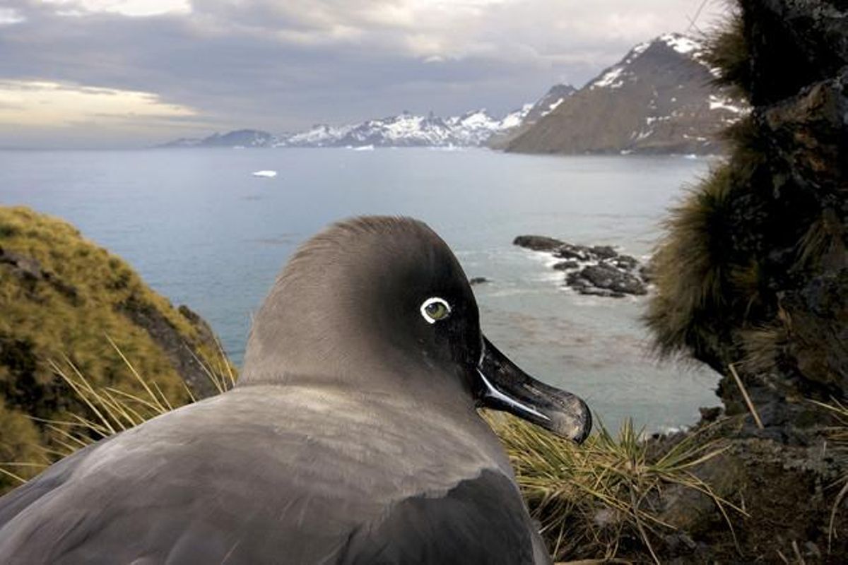 ’Geòrgia del sud. Antarctica’. Primer premi de naturalesa. Reportatges gràfics.