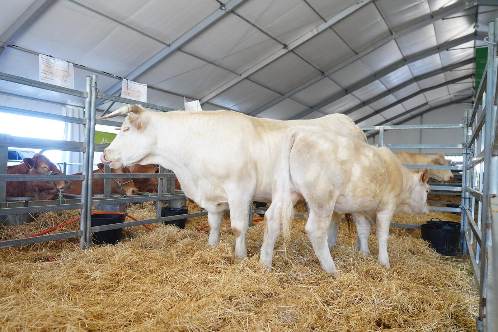 La Feria Agroganadera de Los Pedroches, en imágenes