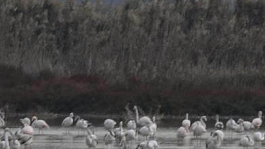 Flamencos en El Hondo.