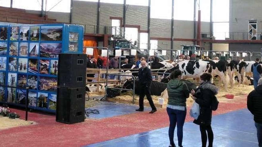 Vegadeo subasta vacas por 4.600 euros