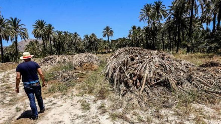 Orihuela diseña un plan para salvar el Palmeral tras detectar 500 ejemplares enfermos