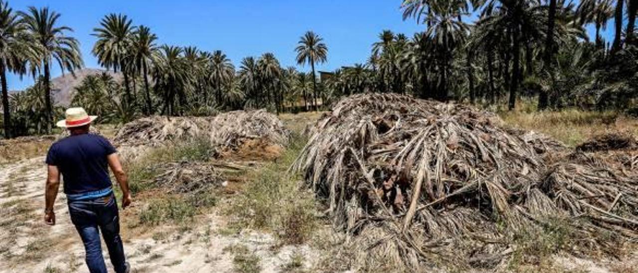 Las podas de palmeras se acumulan y el mal estado de algunos ejemplares provoca un grave riesgo de caída.