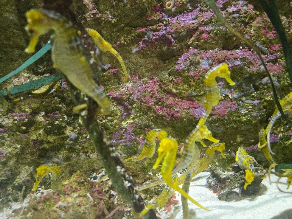 Las instalaciones del Acuario O Grove, en Punta Moreiras.